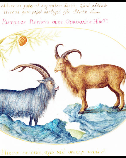 A Wild Goat and a Barbary Sheep