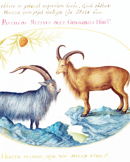 A Wild Goat and a Barbary Sheep