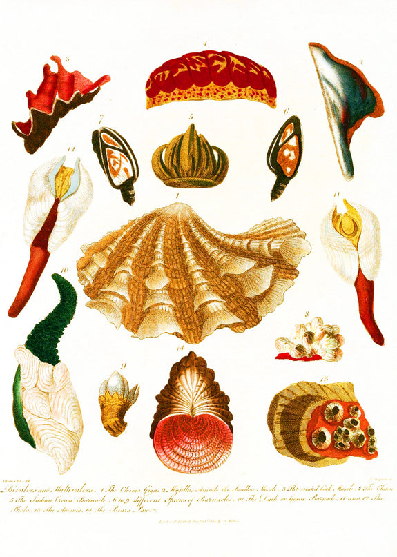 Encyclopaedia Londinensis – Conchology Pl. 15