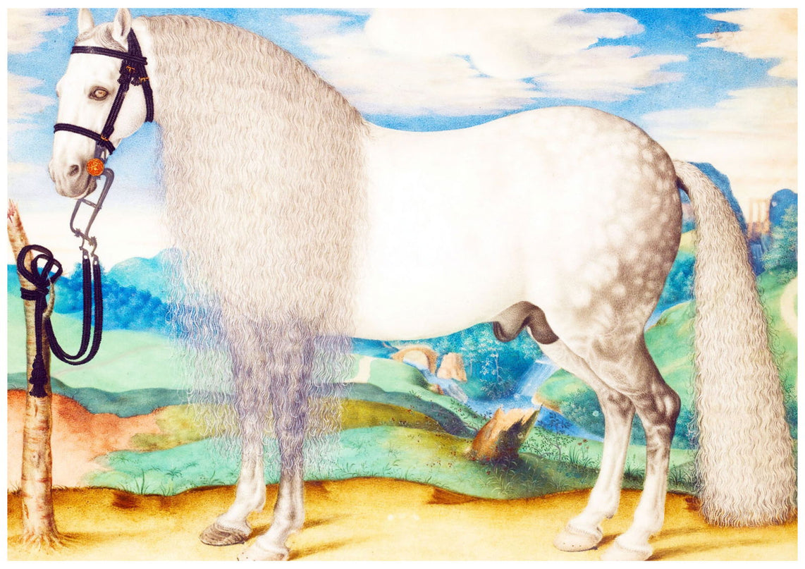 A Dappled Grey Stallion Tethered In A Landscape