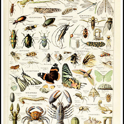 Adolphe Millot - Arthropodes Poster