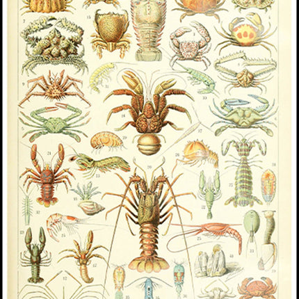 Adolphe Millot - Crustacés Poster