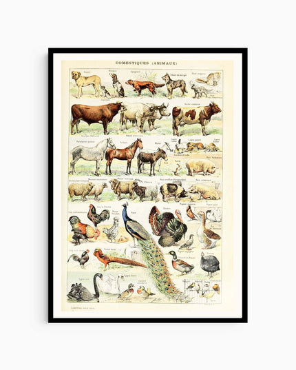 Adolphe Millot - Domestiques Animaux Poster