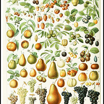 Adolphe Millot - Fruits III Poster