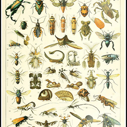 Adolphe Millot - Insectes II Poster