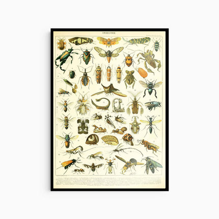 Adolphe Millot - Insectes II Poster