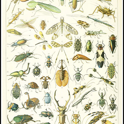 Adolphe Millot - Insectes I Poster