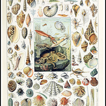 Adolphe Millot - Mollusques Poster