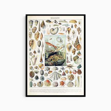 Adolphe Millot - Mollusques Poster