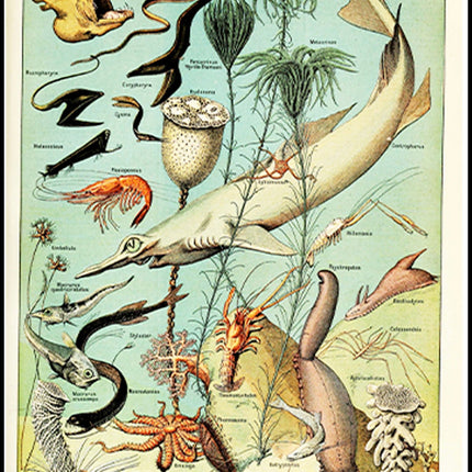 Adolphe Millot - Océanographie Poster