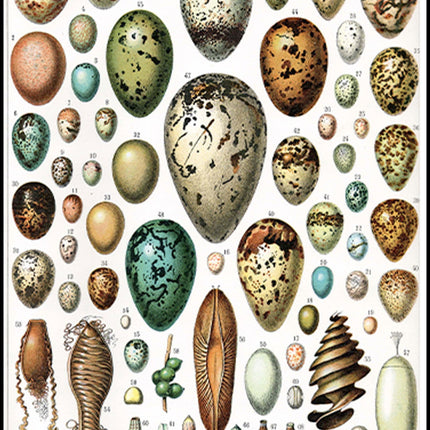 Adolphe Millot - Oeufs Poster