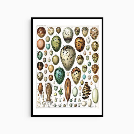 Adolphe Millot - Oeufs Poster
