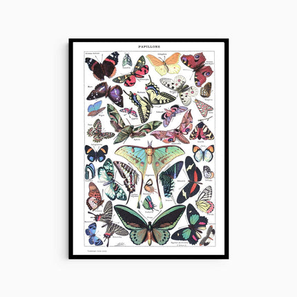 Adolphe Millot - Papillons Poster