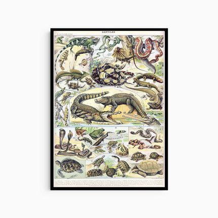 Adolphe Millot - Reptiles Poster