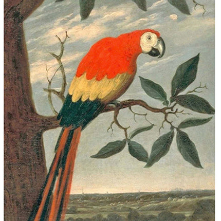 Albert Eckhout - Arara