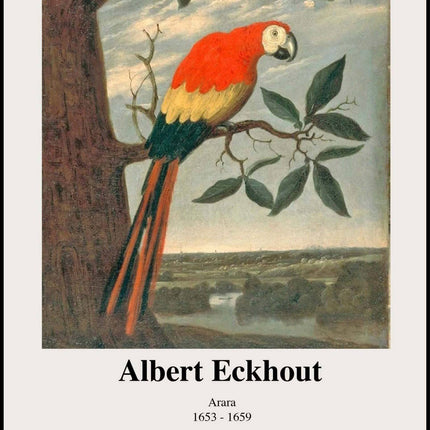 Albert Eckhout - Arara Poster