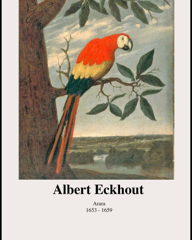 Albert Eckhout - Arara Poster