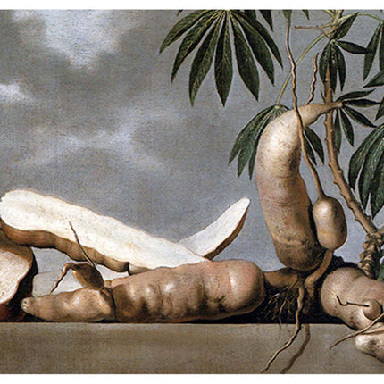 Albert Eckhout - Mandioca