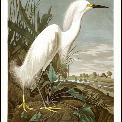 Audubon - Snowy Heron Poster