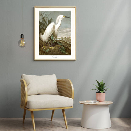 Audubon - Snowy Heron Poster