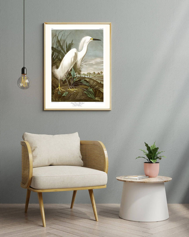 Audubon - Snowy Heron Poster