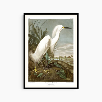 Audubon - Snowy Heron Poster