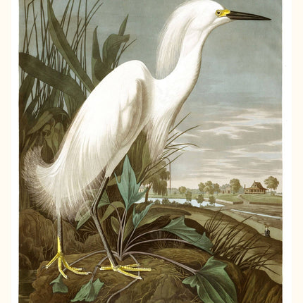 Audubon - Snowy Heron Poster