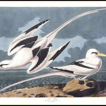 Audubon - Tropic Bird