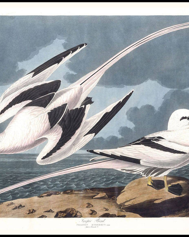 Audubon - Tropic Bird