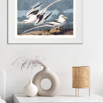 Audubon - Tropic Bird