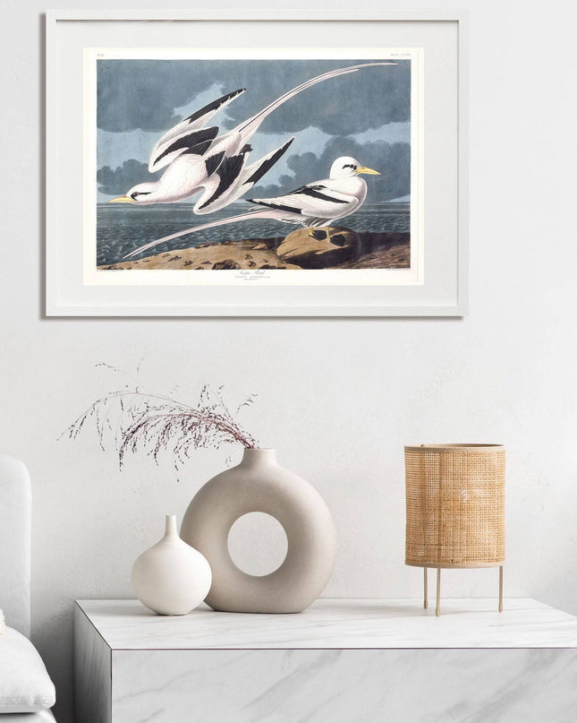 Audubon - Tropic Bird
