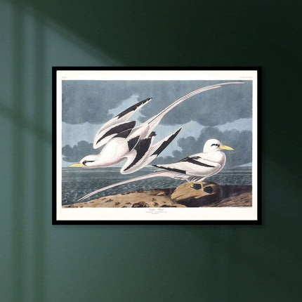 Audubon - Tropic Bird