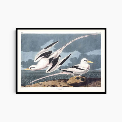 Audubon - Tropic Bird