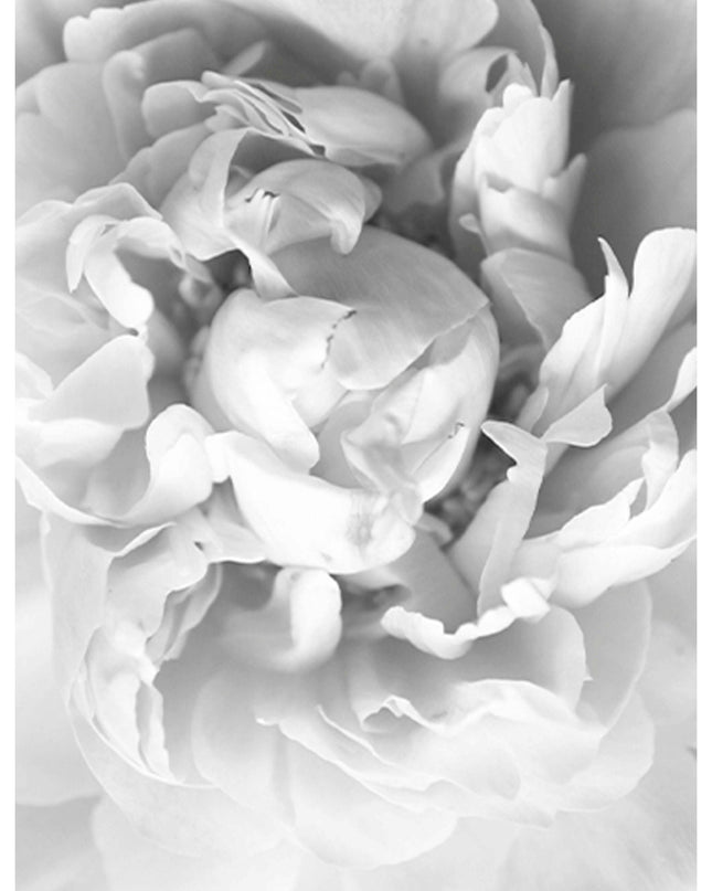 Blooming Rose Poster