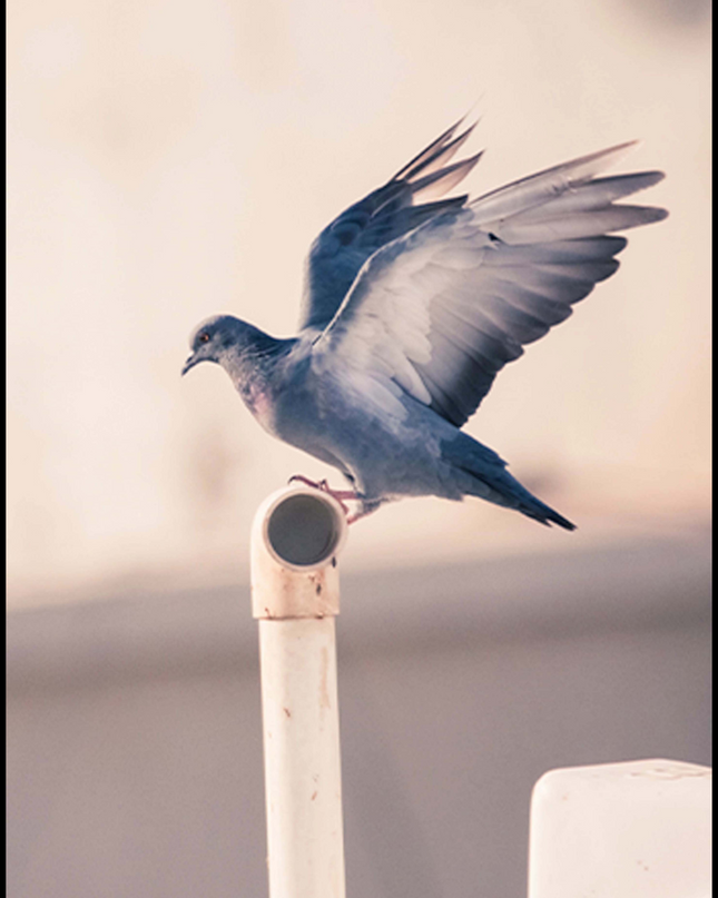 Blue Bird Poster