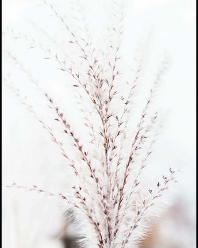 Blurry Wheat Poster