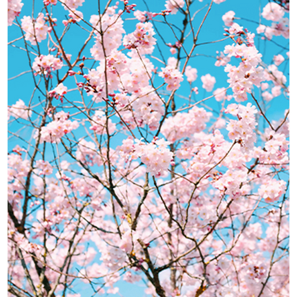 Cherry Blossom Flowers Poster