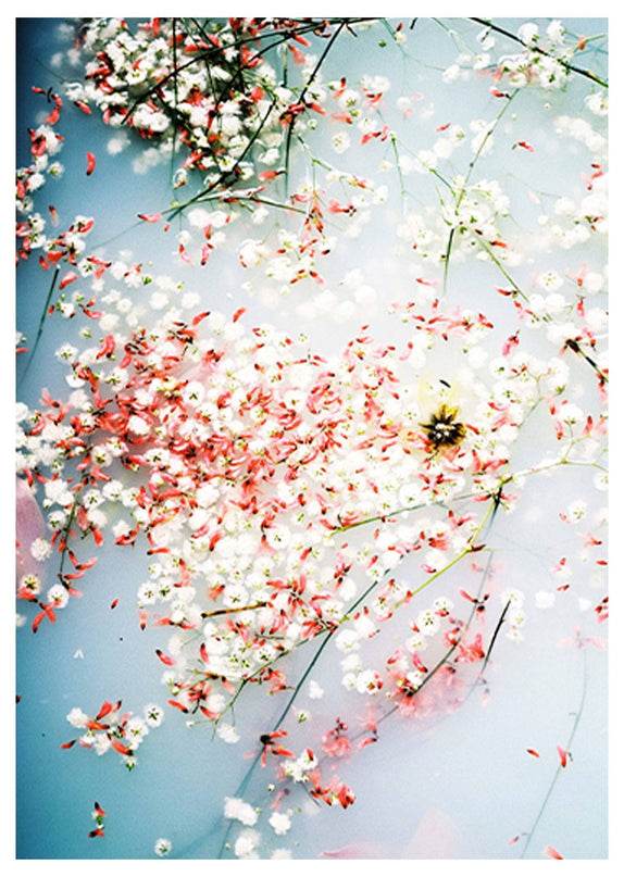 Cherry Blossom In Water Poster