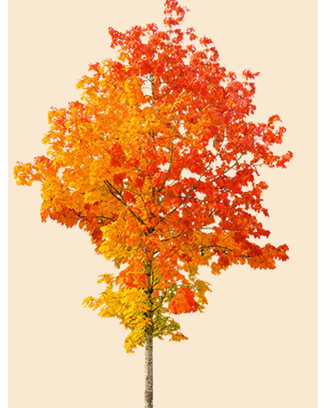 Colourful Tree Poster