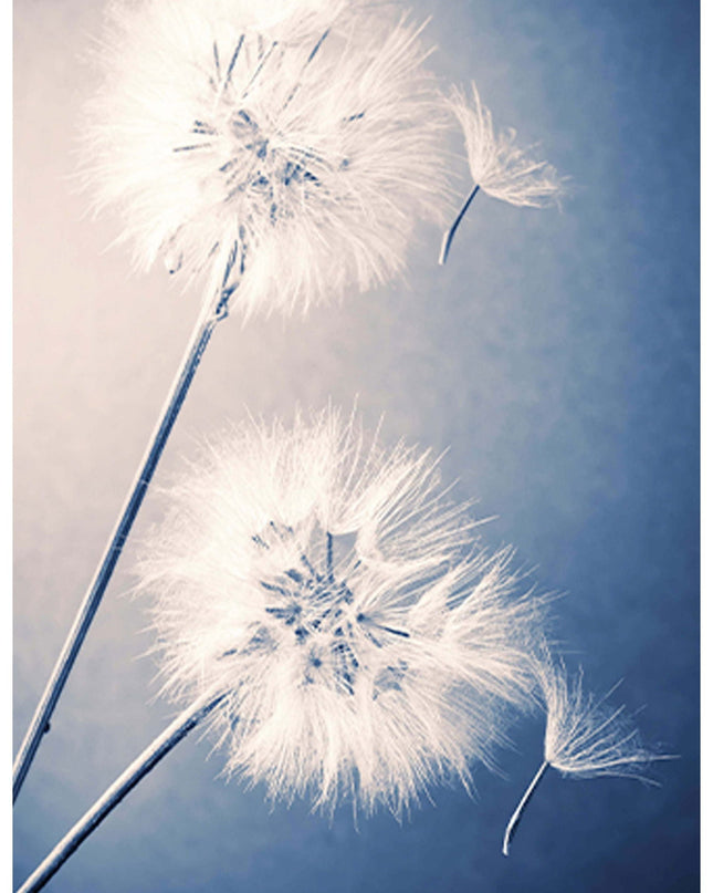 Dandelions Poster