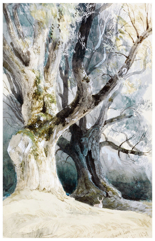 David Roberts - Trees in Northwick Park