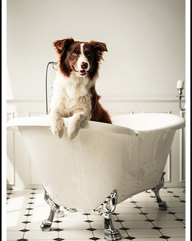 Dog In A Bathtub Poster
