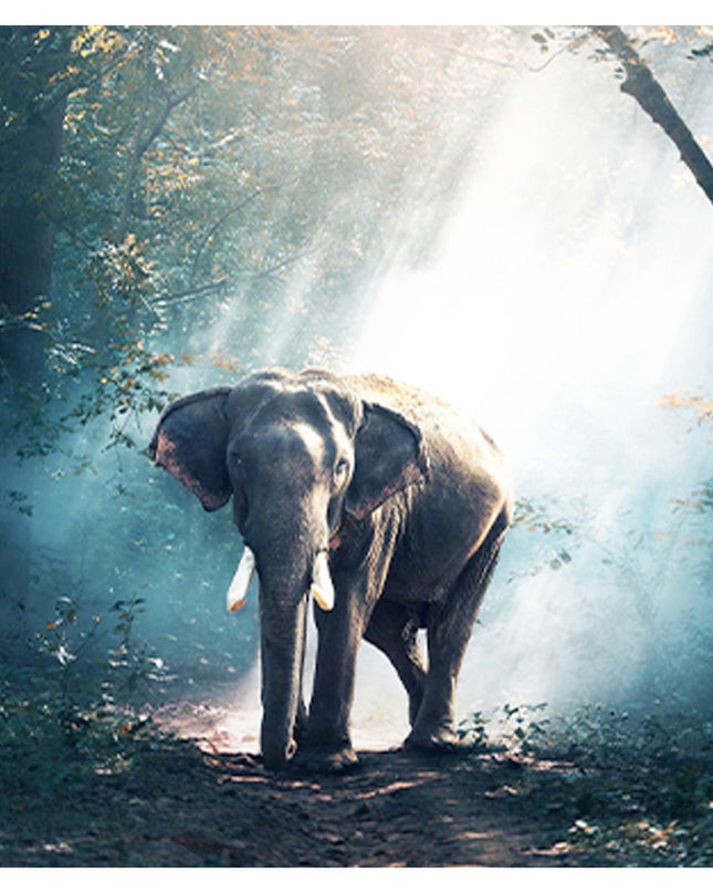 Elephant In The Amazonian Forest Poster