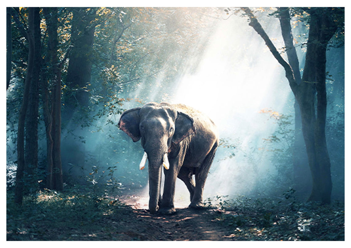 Elephant In The Amazonian Forest Poster