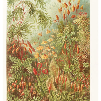 Ernst Haeckel - Muscinae 'Laubmoose'