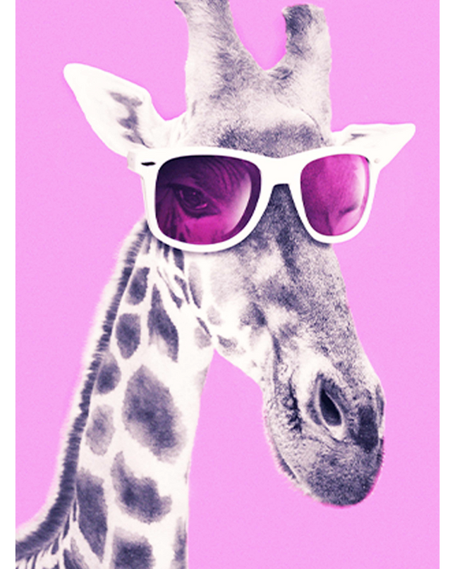 Giraffe Pink Sunglasses Poster