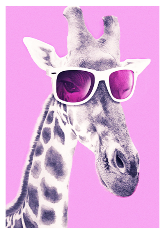 Giraffe Pink Sunglasses Poster