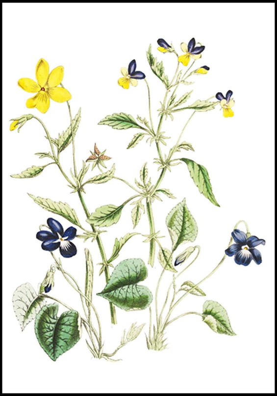 Jane Loudon - British Wild Flowers