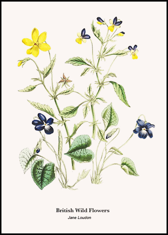 Jane Loudon - British Wild Flowers Poster