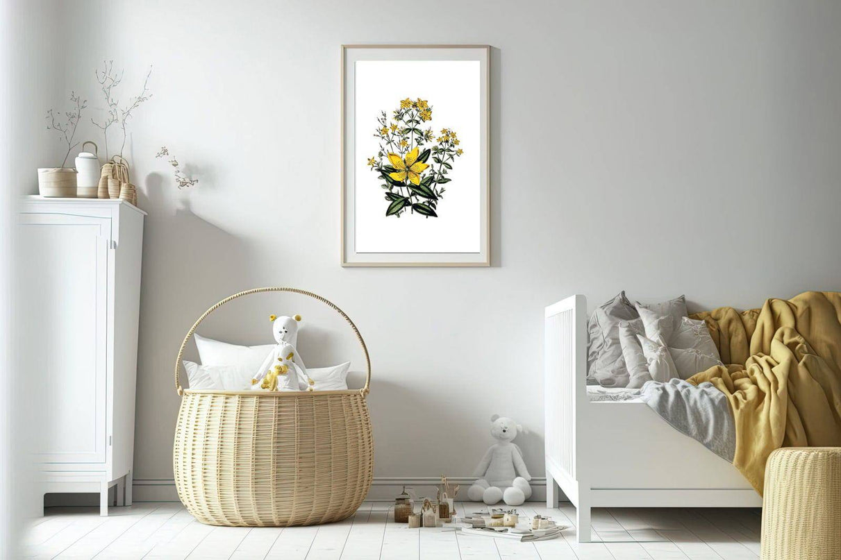 Jane Loudon - Large Flowered St. Johns Wort